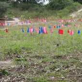 Colorful utility marking flags make patterns up a hill at the Jacksonville Arboretum